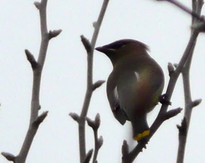 cedar waxwing