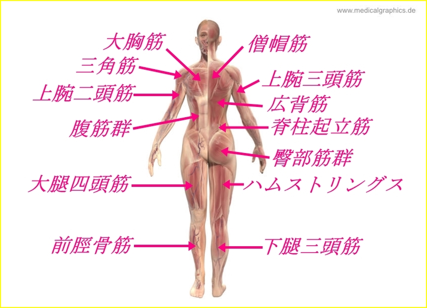 筋肉の名称図鑑 女性筋トレのために各部位の名前 作用 鍛え方を図説 Media For Women