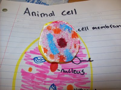 animal cell labeled parts. 3d animal cell model labeled.