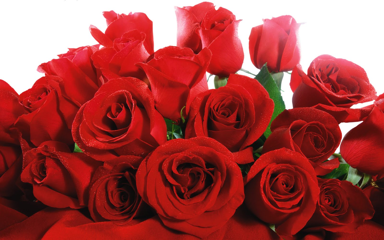 ramos de rosas rojas grandes Mundo Imágenes - Imagenes De Ramos De Rosas Rojas Grandes