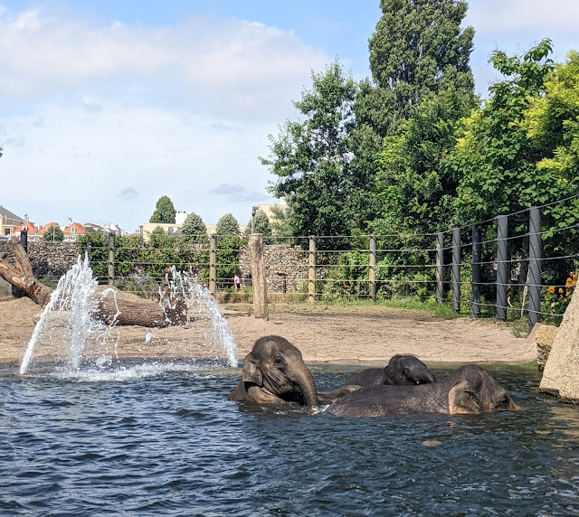 Amsterdam Zoo Mini Cruise with DFDS | A Review  - elephants at Amsterdam zoo