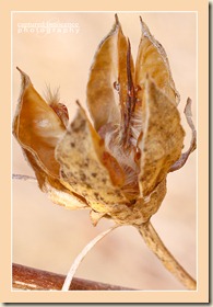 Seedling.jpg