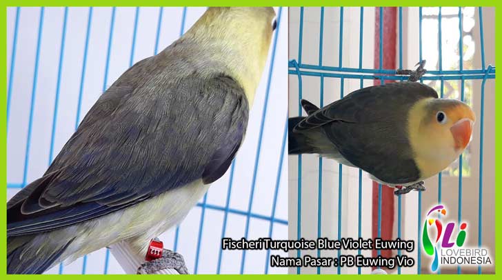  Lovebird  Pb  Euwing Vio Love Bird  Mantap