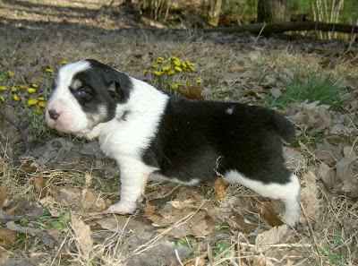 Central Asian Shepherd