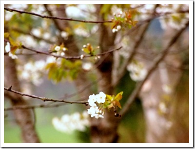 19th April 3