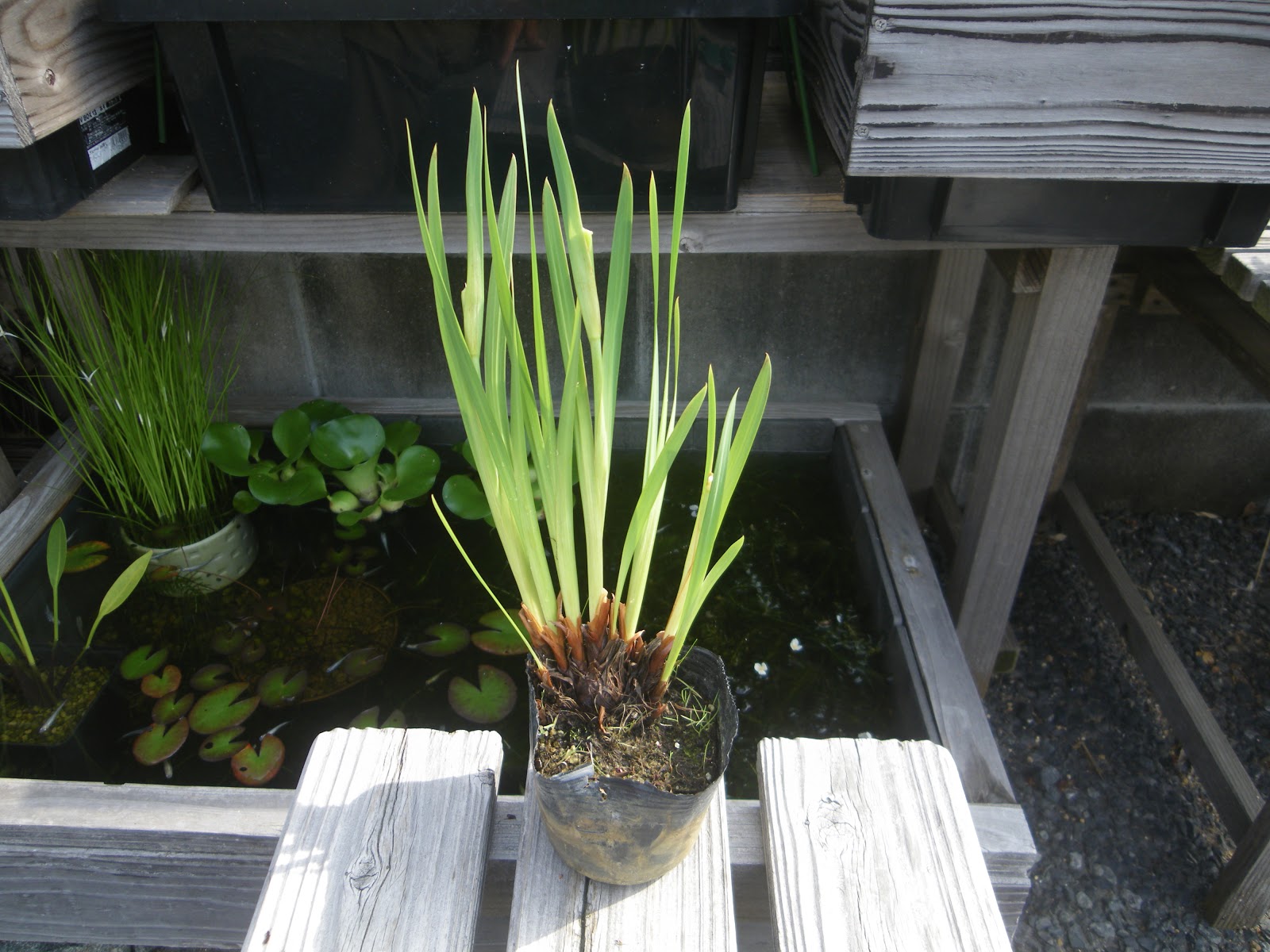 花菖蒲 ハナショウブ の鉢植えの育て方 株分け 植え替え 芽吹き 開花 メダカの大工