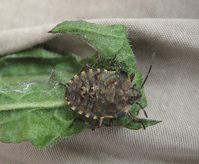 Final instar Forest Shieldbug Blist's Hill 270511 042