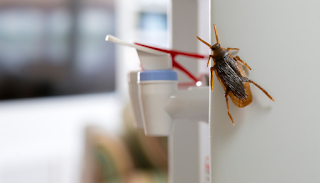 Cockroach Bait