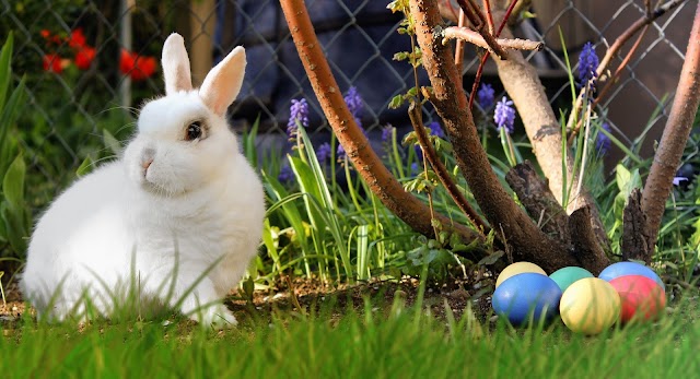 How to TAKE CARE of a RABBIT  Complete RABBIT CARE Guide