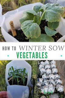 Learn how to make milk jug greenhouses so you can use the winter sowing method to plant flower and vegetable seeds for your spring and summer garden.