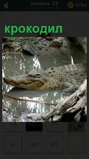 В грязном водоеме лежит довольный крокодил и ждет свою добычу 