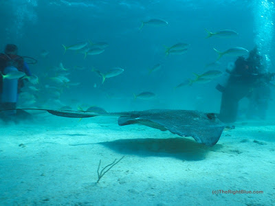 Southern Stingray (Dasyatis americana)