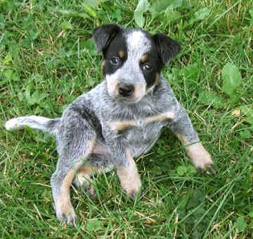 Blue Heeler  on This Is The Puppy My Dad Just Bought I Am Researching About Them To