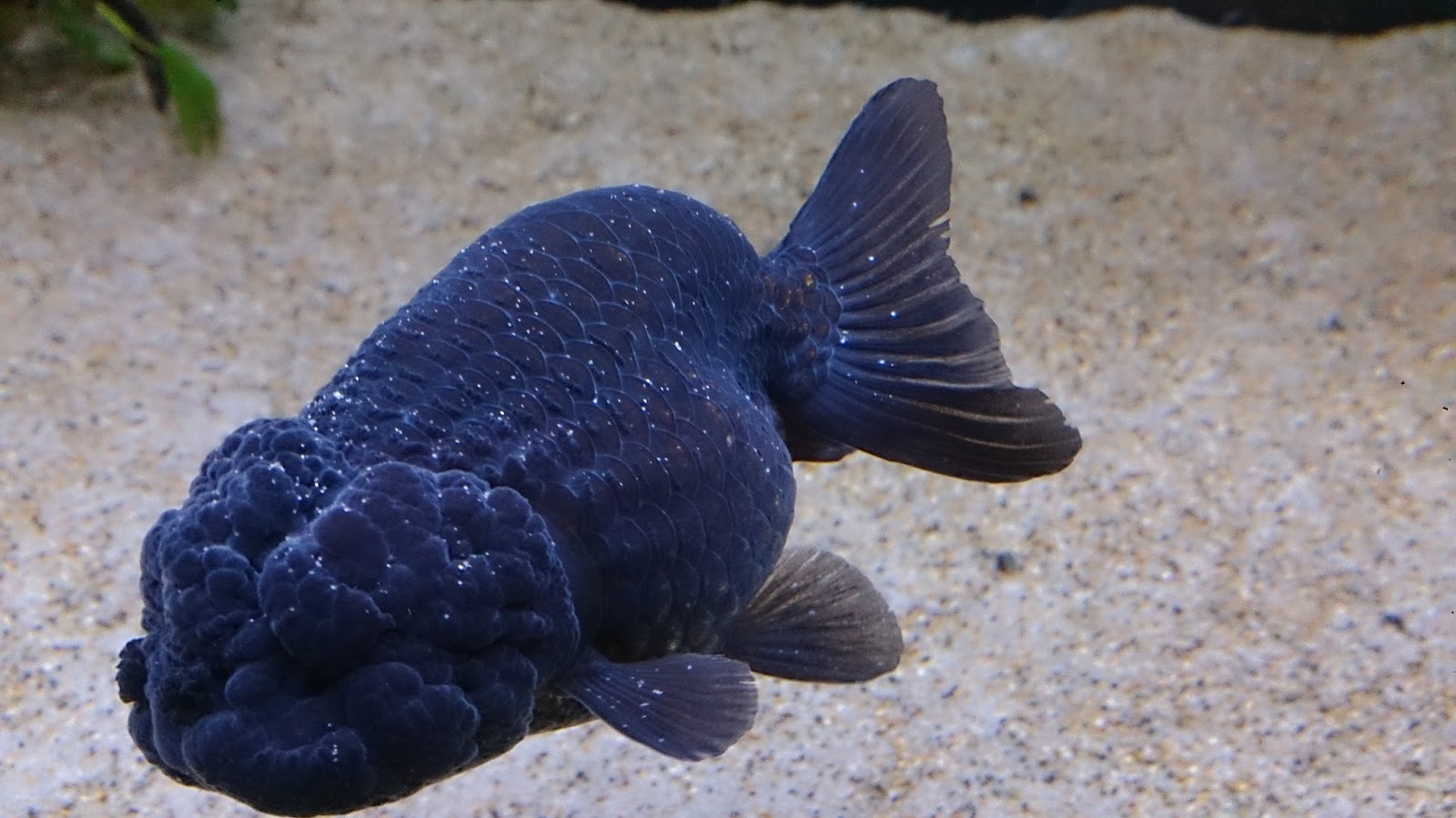 趣味の金魚アクアリウム 金魚の白点病を治す
