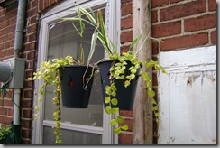 hanging ikea planters