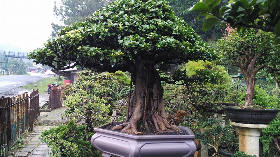 Bonsai Beringin Kompakta (ficus compacta)