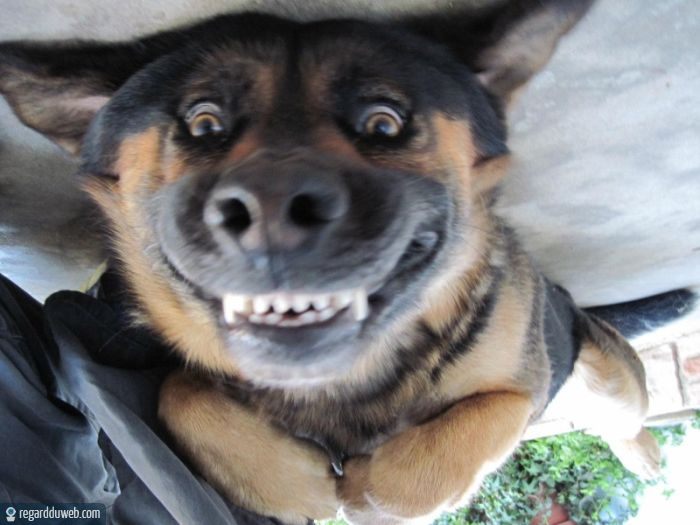 Les photos de chiens les plus drles d Instagram - Web