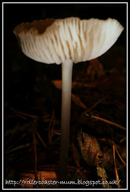 fabulous autumn fungi
