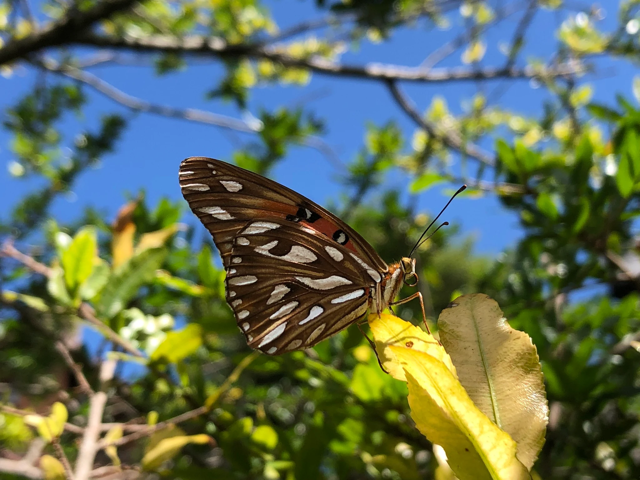 Borboleta-paixão, 20 de fevereiro 2024