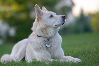 Köpek Resimleri En Güzel Resimler, Fotoğraflar, Resimleri  Köpek Yavrusu Fotoğraflar, Resimler Ve Görseller En Güzel Köpek Resimleri Evcil Hayvan Bloğu En Sevimli Köpek Fotoğrafı Yarışmasına Katılan Harika Köpekler Yavru Köpek Resimleri Sadece En Tatlı Köpekler Dünyanın En Küçük Köpek Cinsleri