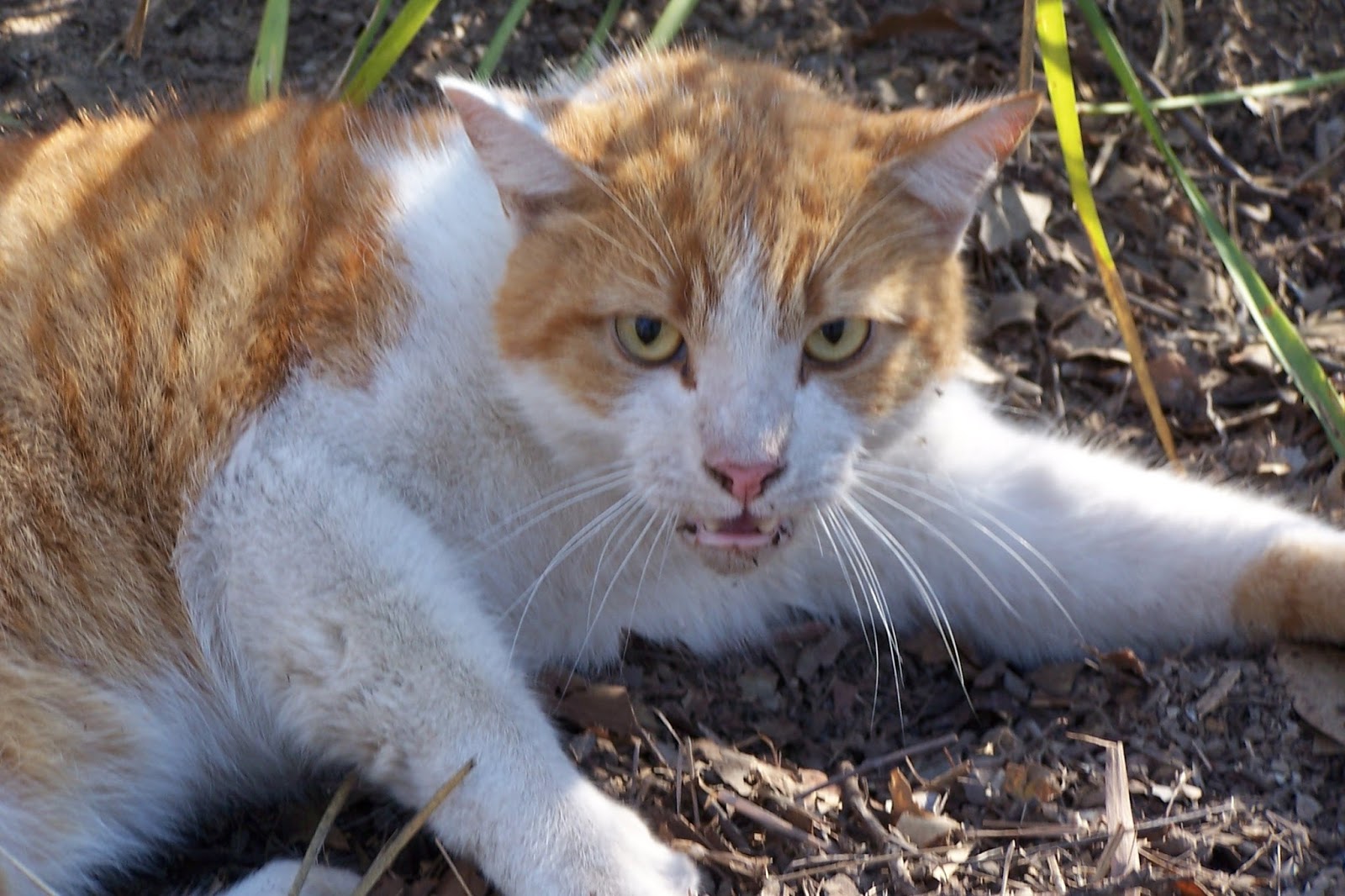 My Northwest Rhode Island DEM HEALTH CONFIRM RABIES IN 