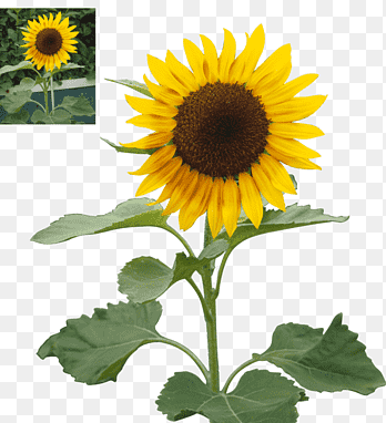 Sunflower Flower Drawing - Sunflower Flower Images Download - Sunflower flower images download - NeotericIT.com