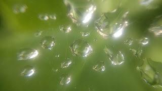 water drops on a spider's web