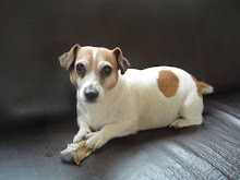En dit is onze Jack Russel