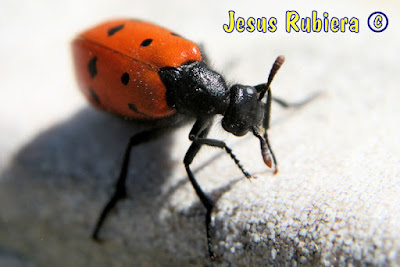 Mylabris hieracii de la colección de insectos de Jesús Rubiera