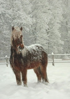 Icelandic Horse in Heavy Snow