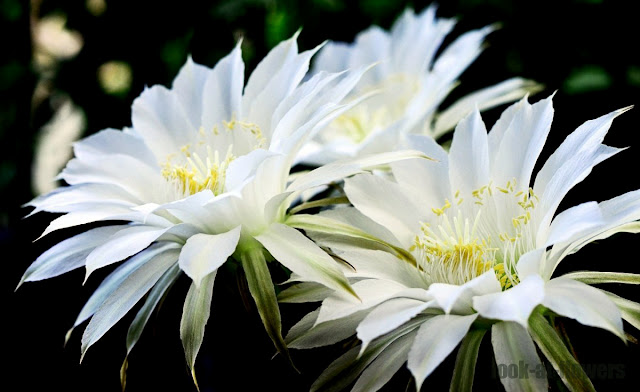 white flowers of cactus