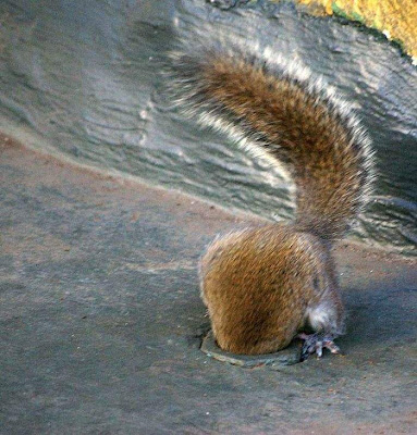 Funny squirrels | Curious, Funny Photos / Pictures