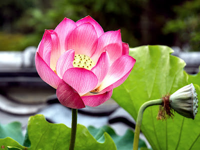 Sacred lotus flower: Kencho-ji