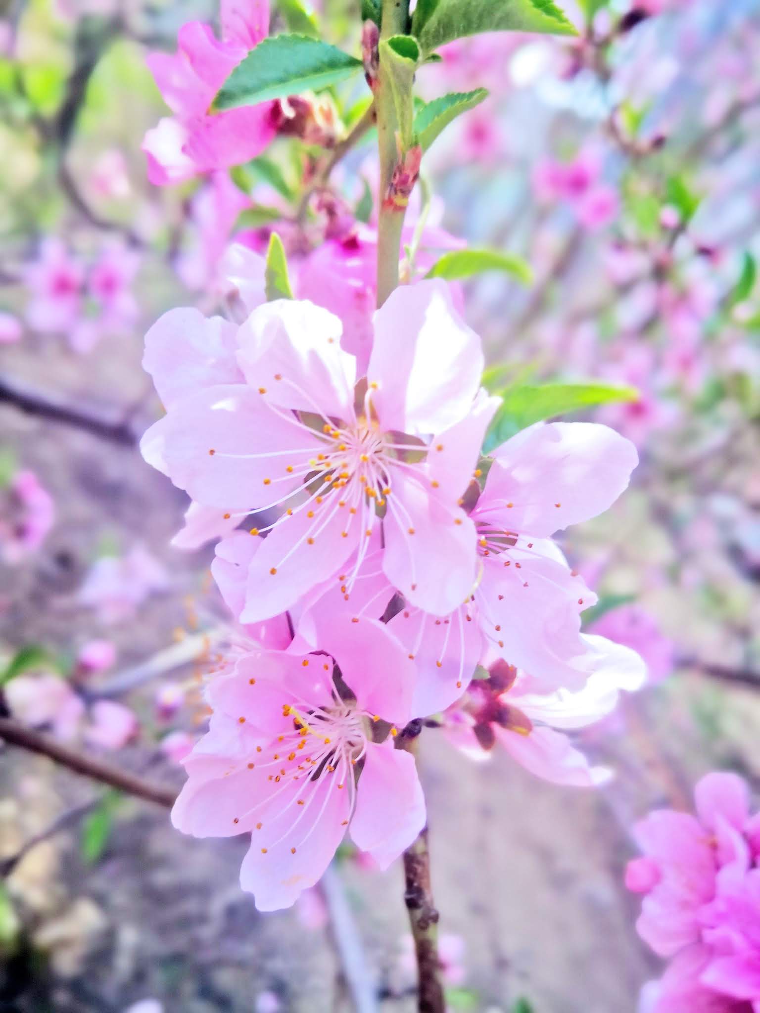 21flowers Coronavirus spring, flowers bring you a good mood