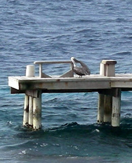 Pelican, Utila, Honduras