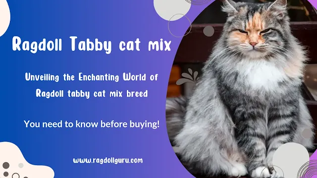 Ragdoll tabby mix