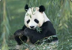 foto panda