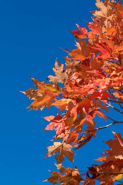 Foliage-Kancamagus Hwy e White mountains