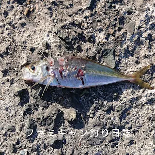 泳がせ釣りの活きエサのヒラメの噛み跡