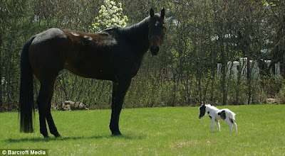 World's Smallest Pony