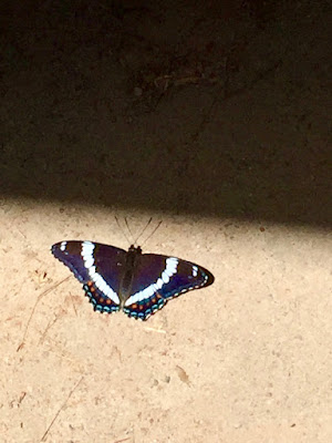 White Admiral (Limenitis arthemis arthemis) AKA Red-spotted Admiral