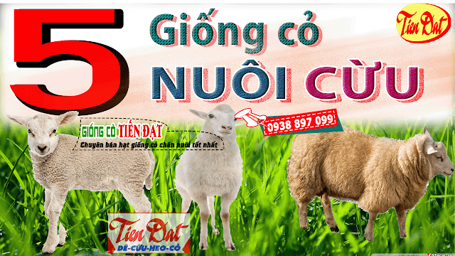 Top 5 giống cỏ nuôi cừu năng xuất tốt nhất hiện nay nên trồng tại nhà