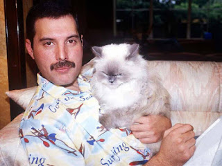 18 fotos de Freddie Mercury y sus gatos, a los que amaba y trataba como a sus propios hijos