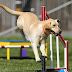 Labrador Retriever Dog Overview Personality, Information, Pictures, Characteristics, Facts & Health Care...