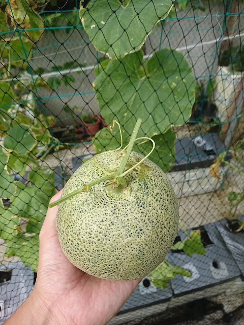 洋香瓜，果實Cantaloupe, fruit