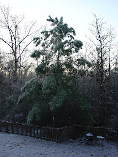 Pine Tree with sagging branches from the weight of the ice in Vicky's backyard