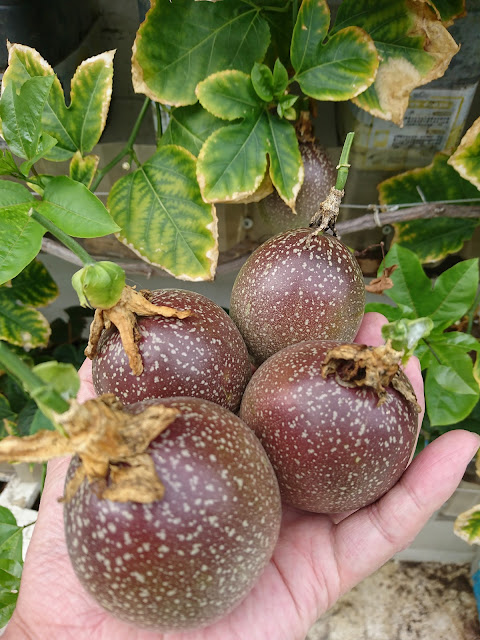 滿天星百香果，果實Gypsophila passion fruit, fruit