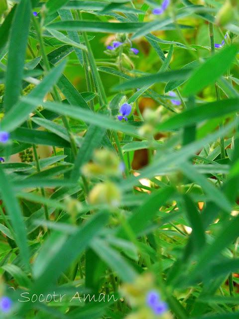 Crotalaria sessiliflora