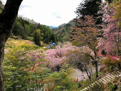 【日帰り吉方位旅行】金運アップの金櫻神社と鬱金の桜