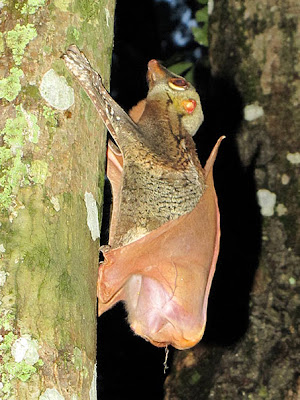 Malayan Colugo (Cynocephalus variegatus)